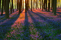 A carpet of Bluebells (Endymion nonscriptus) in Beech (Fagus sylvatica) woodland at dawn, Micheldever Woods, Hampshire, England, UK, April