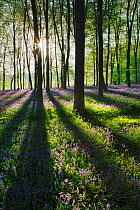 A carpet of Bluebells (Endymion nonscriptus) in Beech (Fagus sylvatica) woodland at dawn, Micheldever Woods, Hampshire, England, UK, April