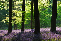 A carpet of Bluebells (Endymion nonscriptus) in Beech (Fagus sylvatica) woodland, Micheldever Woods, Hampshire, England, UK, April