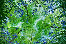 Looking up through carpet of Bluebells (Endymion nonscriptus) to Beech (Fagus sylvatica) woodland canopy, Micheldever Woods, Hampshire, England, UK, April
