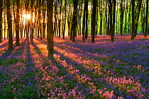 Carpet of Bluebells (Endymion nonscriptus) in Beech (Fagus sylvatica) woodland at dawn, Micheldever Woods, Hampshire, England, UK, April. Did you know? In folklore,  hearing a bluebell was meant to be...