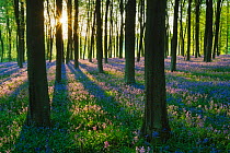 Carpet of Bluebells (Endymion nonscriptus) in Beech (Fagus sylvatica) woodland at dawn, Micheldever Woods, Hampshire, England, UK, April