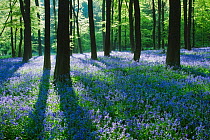 Carpet of Bluebells (Endymion nonscriptus) in Beech (Fagus sylvatica) woodland, Micheldever Woods, Hampshire, England, UK, April