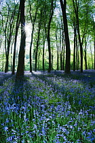 Carpet of Bluebells (Endymion nonscriptus) in Beech (Fagus sylvatica) woodland, Micheldever Woods, Hampshire, England, UK, April