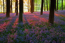 Carpet of Bluebells (Endymion nonscriptus) in Beech (Fagus sylvatica) woodland at dawn, Micheldever Woods, Hampshire, England, UK, April