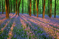 Carpet of Bluebells (Endymion nonscriptus) in Beech (Fagus sylvatica) woodland at dawn, Micheldever Woods, Hampshire, England, UK, April.