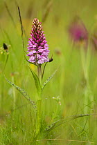 Common spotted orchid (Dactylorhiza fuchsii), flower spike in meadow, UK