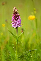 Common spotted orchid (Dactylorhiza fuchsii), flower spike in meadow, UK, June