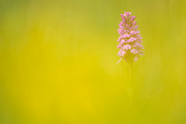 Common spotted orchid (Dactylorhiza fuchsii), flower spike in meadow, UK, June