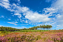 Gore Heath with heather in bloom, Wareham, Dorset, England, UK, August 2011. 2020VISION Book Plate.