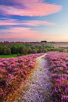 Path through Heather flowering on lowland heathland, Rockford Common, Linwood, New Forest National Park, Hampshire, England, UK, dawn, August 2011