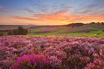 Heather in bloom on lowland heathland, Rockford Common, Linwood, New Forest National Park, Hampshire, England, UK, dawn, August 2011. 2020VISION Exhibition. 2020VISION Book Plate.