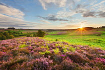 Heather in bloom on lowland heathland, Rockford Common, Linwood, New Forest National Park, Hampshire, England, UK, sunrise, August 2011