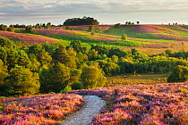Path through Heather in bloom on lowland heathland, Rockford Common, Linwood, New Forest National Park, Hampshire, England, UK, August.