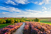 Path through Heather in bloom on lowland heathland, Rockford Common, Linwood, New Forest National Park, Hampshire, England, UK, August 2011. Did you know? The New Forest is not new (made a royal fores...