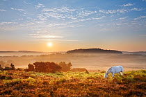 New Forest pony grazing on Latchmore Bottom at dawn, view from Dorridge Hill, The New Forest National Park, Hampshire, England, UK, July. 2020VISION Book Plate.