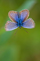 Silver-studded blue butterfly (Plebejus argus), New Forest, Hampshire, England, UK, July