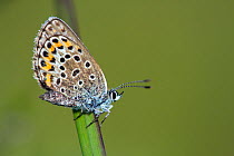 Silver-studded blue butterfly (Plebejus argus), New Forest, Hampshire, England, UK, July