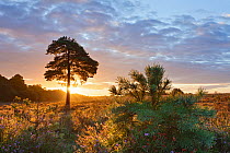 Sunrise on Hatchet Moor, New Forest National Park, Hampshire, England, UK, August 2011. 2020VISION Book Plate.