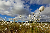 Harestail cotton-grass (Eriophorum vaginatum) growing on bog moorland, Scotland, UK, May
