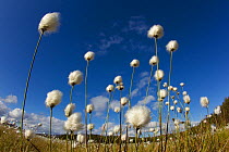 Harestail cotton-grass (Eriophorum vaginatum) growing on bog moorland, Scotland, UK, May.  Did you know? The fluffy white fronds of cotton-grass have been used as pillow stuffing and also as wound dre...