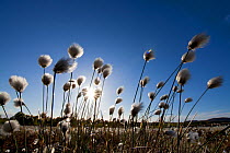 Harestail cotton-grass (Eriophorum vaginatum) growing on bog moorland, Scotland, UK, May
