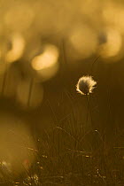 Harestail cotton-grass (Eriophorum vaginatum), backlit in late evening light, bog moorland, Scotland, UK, May