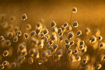 Harestail cotton-grass (Eriophorum vaginatum), backlit in late evening light, bog moorland, Scotland, UK, May. 2020VISION Exhibition. 2020VISION Book Plate. Did you know? During World War One, Cotton...