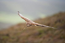 Hen harrier (Circus cyaneus) adult female in flight carrying nesting material, Glen Tanar Estate, Grampian, Scotland, UK, June