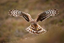 Hen harrier (Circus cyaneus) adult female in flight carrying nest material, landing, Glen Tanar Estate, Grampian, Scotland, UK, June