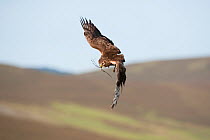 Hen harrier (Circus cyaneus) adult female in flight carrying nest material, Glen Tanar Estate, Grampian, Scotland, UK, June