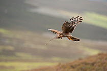 Hen harrier (Circus cyaneus) adult female in flight carrying nest material, Glen Tanar Estate, Grampian, Scotland, UK, June