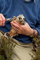 Research scientist applying BTO ring to Hen harrier chick (Circus cyaneus) Glen Tanar Estate, Grampian, Scotland, UK, June 2011