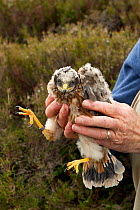 Research scientist replacing Hen harrier chick (Circus cyaneus) to nest after ringing, Glen Tanar Estate, Grampian, Scotland, UK, June 2011