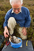 Research scientist weighing Hen harrier chick (Circus cyaneus) Glen Tanar Estate, Grampian, Scotland, UK, June 2011