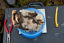 Weighing Hen harrier chick (Circus cyaneus) Glen Tanar Estate, Grampian, Scotland, UK, June 2011