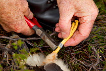 Research scientist fitting BTO ring to Hen harrier chick (Circus cyaneus) Glen Tanar Estate, Grampian, Scotland, UK, June