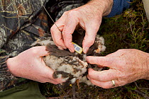 Research scientists fitting satellite transmitter to Hen harrier chick (Circus cyaneus) for tracking movements after fledging, Glen Tanar Estate, Grampian, Scotland, UK, June 2011