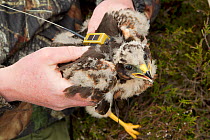 Research scientists fitting satellite transmitter to Hen harrier chick (Circus cyaneus) for tracking movements after fledging. Glen Tanar Estate, Grampian, Scotland, UK, June 2011. Winner, documentary...