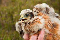 Hen harrier chick (Circus cyaneus) in hand after ringing and fitting of satellite transmitter for tracking movements after fledging, Glen Tanar Estate, Grampian, Scotland, UK, June 2011