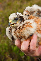 Hen harrier chick (Circus cyaneus) in hand after ringing and fitting of satellite transmitter for tracking movements after fledging, Glen Tanar Estate, Grampian, Scotland, UK, June 2011