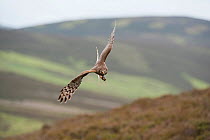 Hen harrier (Circus cyaneus) adult female in flight, landing at nest with food for chicks, moorland habitat, Glen Tanar Estate, Grampian, Scotland, UK, June