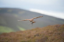 Hen harrier (Circus cyaneus) adult female in flight, approaching nest with nesting material, moorland habitat, Glen Tanar Estate, Grampian, Scotland, UK, June