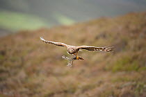 Hen harrier (Circus cyaneus) adult female in flight, approaching nest with nesting material, moorland habitat, Glen Tanar Estate, Grampian, Scotland, UK, June