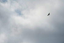 Hen harrier (Circus cyaneus) adult female in flight, silhouette, Glen Tanar Estate, Grampian, Scotland, UK, June