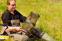 RSPB scientist studying aquatic invertebrate adundance as part of Common Scoter (Melanitta nigra) research, Forsinard Flows RSPB reserve, Flow Country, Sutherland, Highlands, Scotland, UK, June 2011. Model released