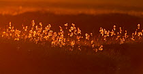 Harestail Cotton grass (Eriophorum angustifolium) backlit beside pools and bog peatland at dawn, Flow Country, Sutherland, Highlands, Scotland, UK, July
