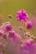 Close-up of Bell heather (Erica cinerea) in flower, Flow Country, Sutherland, Highlands, Scotland, UK, July