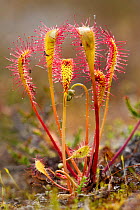 Great sundew (Drosera anglica) with insects caught on leaves, Flow country, Sutherland, Highlands, Scotland, UK, July