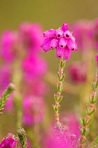 Close-up of Bell heather (Erica cinerea) in flower, Flow Country, Sutherland, Highlands, Scotland, UK, July